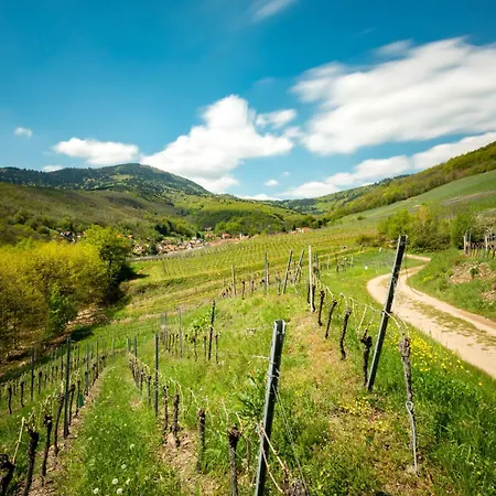 Bed & Breakfast Du Vigneron - Domaine Léon Bleesz 3*