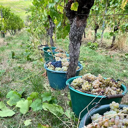 Du Vigneron - Domaine Léon Bleesz Bed & Breakfast