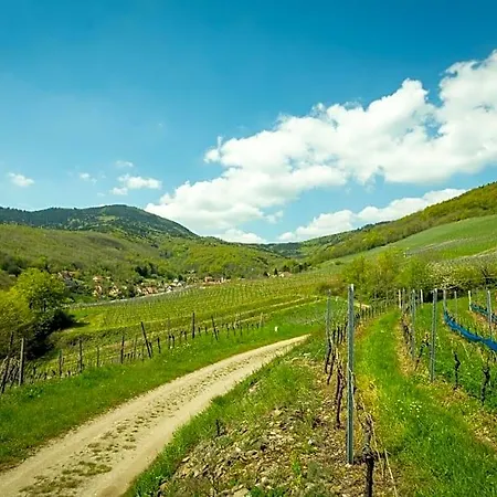 Du Vigneron - Domaine Léon Bleesz Bed & Breakfast
