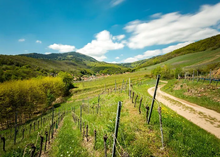 Bed & Breakfast Du Vigneron - Domaine Leon Bleesz 3*
