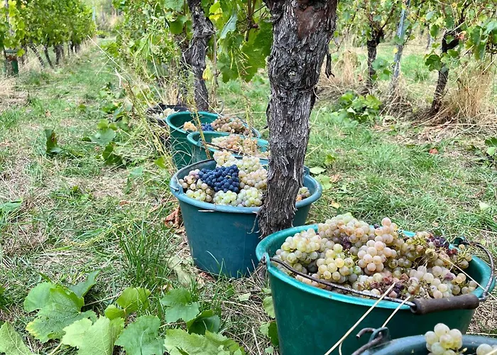 Du Vigneron - Domaine Leon Bleesz Bed & Breakfast